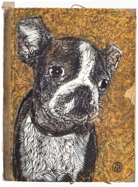 C215 : Portrait of a Boston Terrier