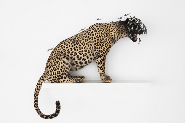 Peter Gronquist : Untitled (Leopard)
