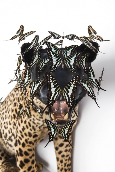 Peter Gronquist : Untitled (Leopard)